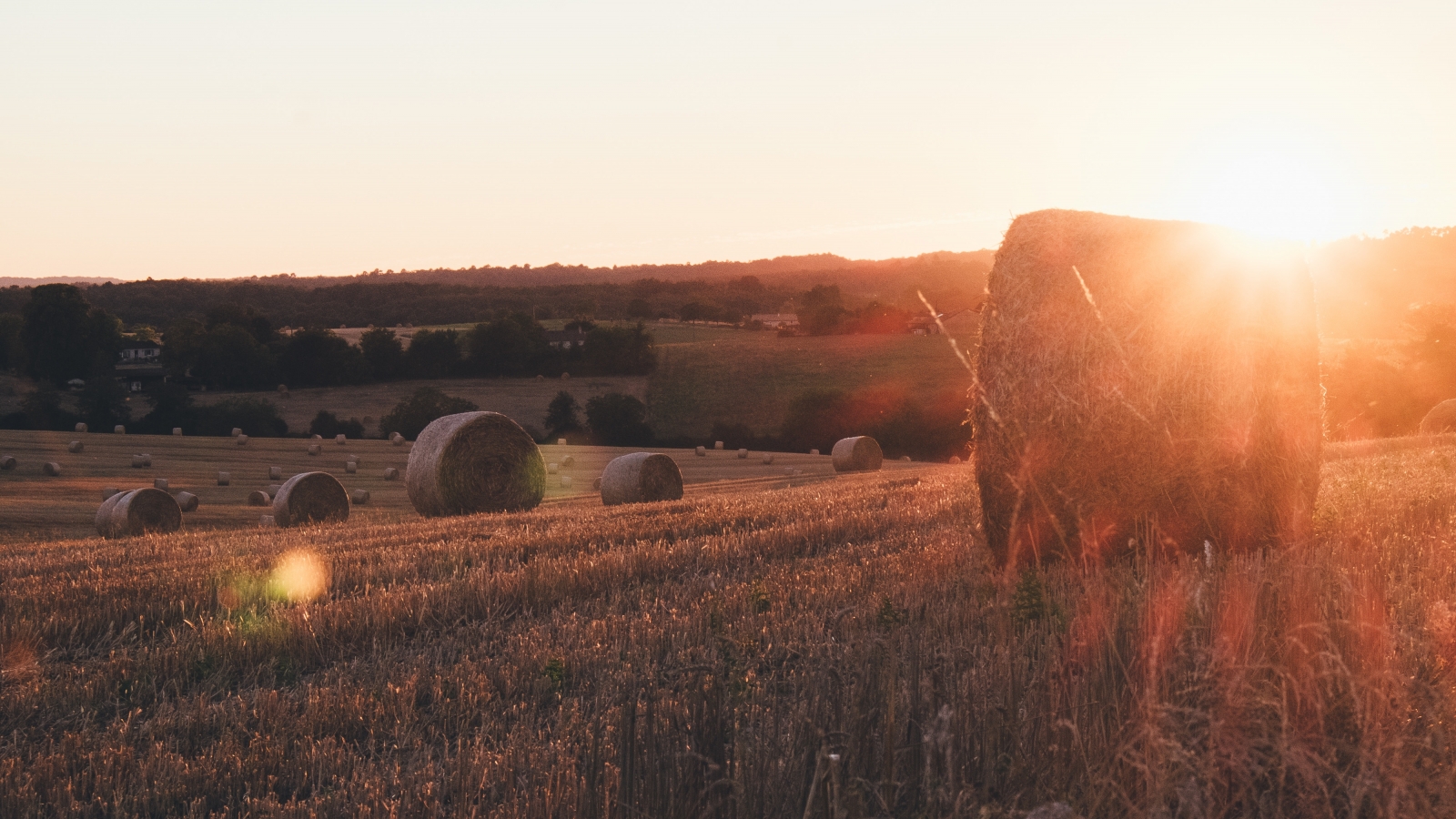 Photo d'un champs de blé avec des bottes de paille sous le soleil couchant.