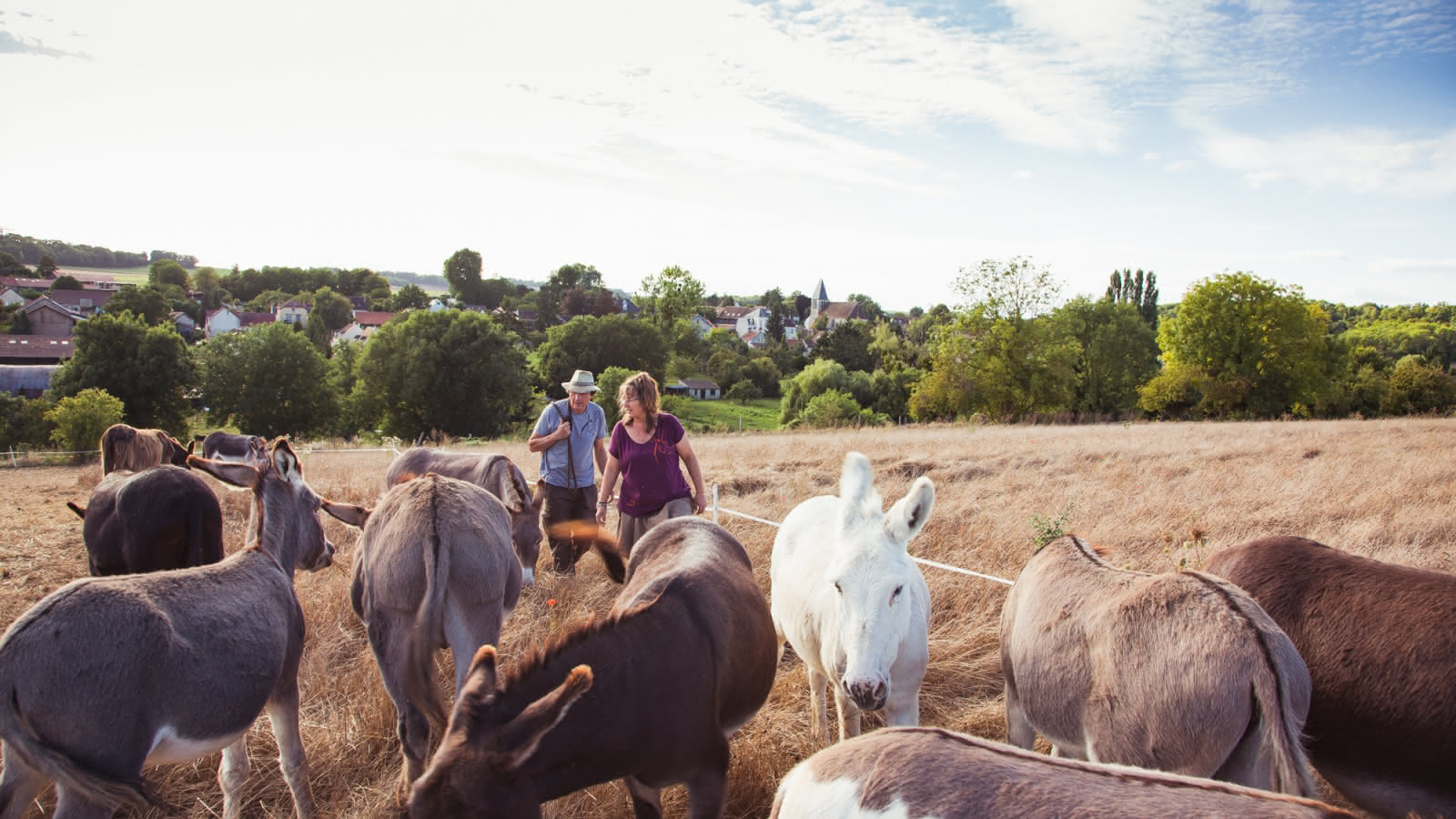 Photo de Gilles et Sandrine Lemaire avec leurs ânes d'Ânes en Vexin en train de marcher dans un champ de blé